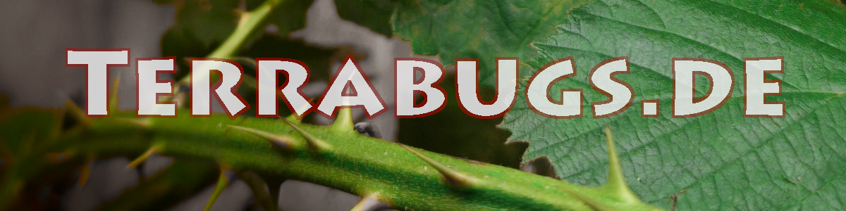 terrabugs.de